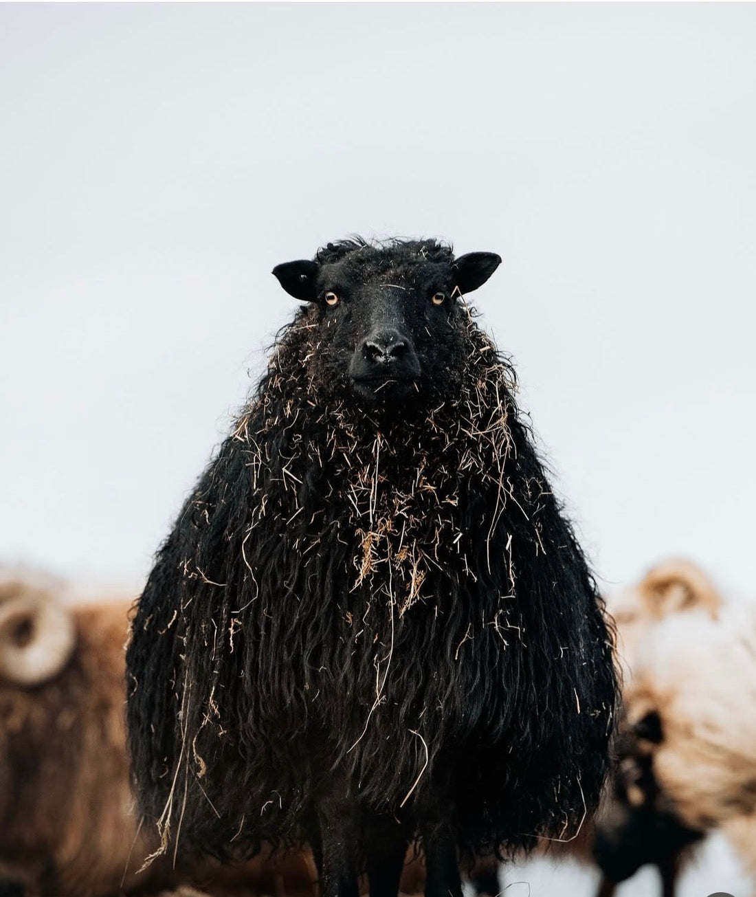 Postcard A5 - Gunnar Gunnarsson Photography